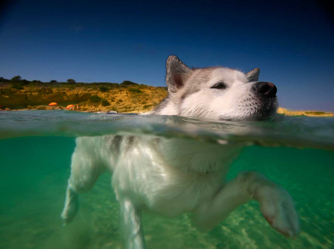 Perro nadando, entrenamiento y recuperación perros de deporte. Beneficios de la natación en perros.